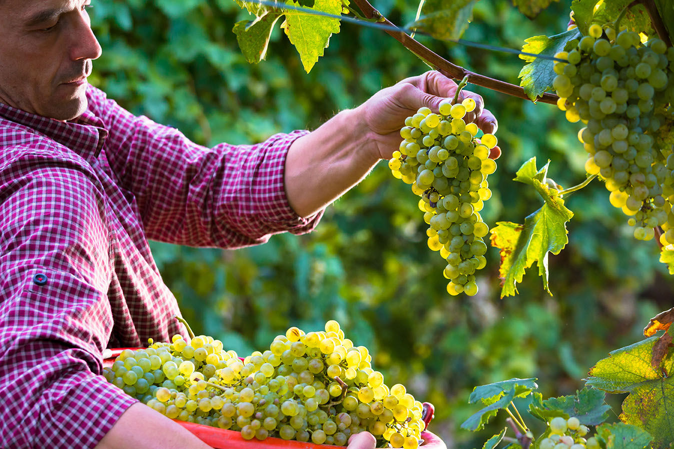 From Grape to Growth – Scaling a wine business